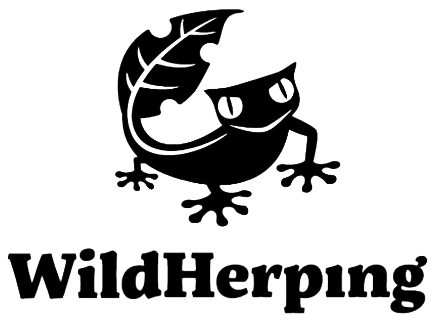 WildHerping&Co.logo